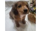 Dachshund Puppy for sale in Blairsville, PA, USA