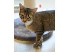 Moosh Domestic Shorthair Adult Female