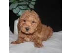 Mutt Puppy for sale in Shipshewana, IN, USA