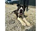 Adopt Butterball a American Staffordshire Terrier, Pit Bull Terrier
