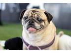 Lenny *Special Needs* Pug Adult Male