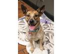 Abby Australian Cattle Dog Adult Female