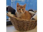 Club Domestic Shorthair Kitten Male