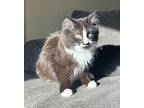 Blu Domestic Mediumhair Kitten Female