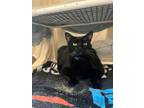 Magic Domestic Shorthair Adult Male