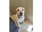 Mahi Labrador Retriever Senior Female