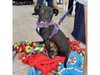 Adopt Sparky a American Staffordshire Terrier, Mixed Breed