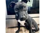 Adopt Sparky a American Staffordshire Terrier, Mixed Breed