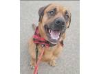 Spencer Mixed Breed (Medium) Adult Male