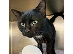 Dembe Domestic Shorthair Adult Male