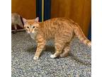 Butch Catsidy Domestic Shorthair Young Male