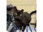 Bubbles Domestic Shorthair Adult Male