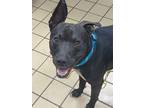 Adopt Rocket a Black Labrador Retriever, Mixed Breed