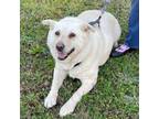 Adopt Chaz a Mixed Breed, Great Pyrenees