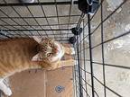 Citrus Domestic Shorthair Young Male