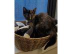 Heart Domestic Shorthair Kitten Female