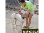 Adopt Jack a Dogo Argentino