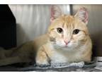 Juice Domestic Shorthair Adult Female