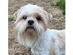 Bindy Shih Tzu Adult Male