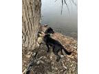 Boudin Mixed Breed (Large) Young Male