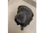Ace American Pit Bull Terrier Adult Male