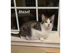 Hazel Domestic Shorthair Adult Female