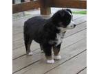 Miniature Australian Shepherd Puppy for sale in Marion, KY, USA