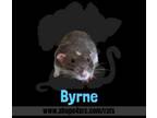 Adopt Byrne a Rat