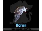Adopt Moran a Rat