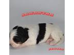 Mutt Puppy for sale in Chariton, IA, USA