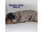 Shiloh