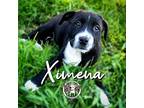 Ximena Vazquez Labrador Retriever Puppy Female