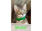 Adopt Skylar a Tabby