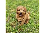 Labradoodle Puppy for sale in Colerain, NC, USA