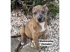 Sunday Day Mixed Breed (Medium) Puppy Female