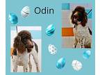 Odin Poodle (Standard) Adult Male