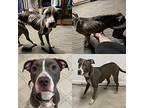 Moxie American Staffordshire Terrier Young Female
