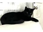 EBONY Domestic Shorthair Young Female