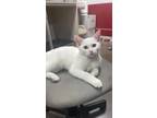 Harriet Domestic Shorthair Young Female