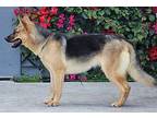 Talia von Torgau German Shepherd Dog Young Female