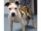 Danny American Pit Bull Terrier Young Male
