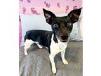 Senna Rat Terrier Young Female