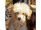 CKC Apricot/cream Parti poodle