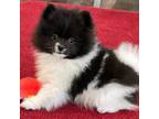 Pomeranian Puppy for sale in Twin Lakes, WI, USA