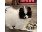 Pomeranian Puppy for sale in Twin Lakes, WI, USA