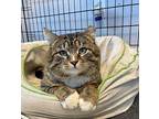 Will Feral Domestic Shorthair Young Male