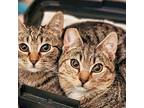 Tango Domestic Mediumhair Kitten Female
