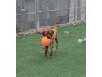 Red Redbone Coonhound Young Female