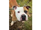 Aspen American Pit Bull Terrier Adult Male