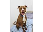Geno American Pit Bull Terrier Adult Male